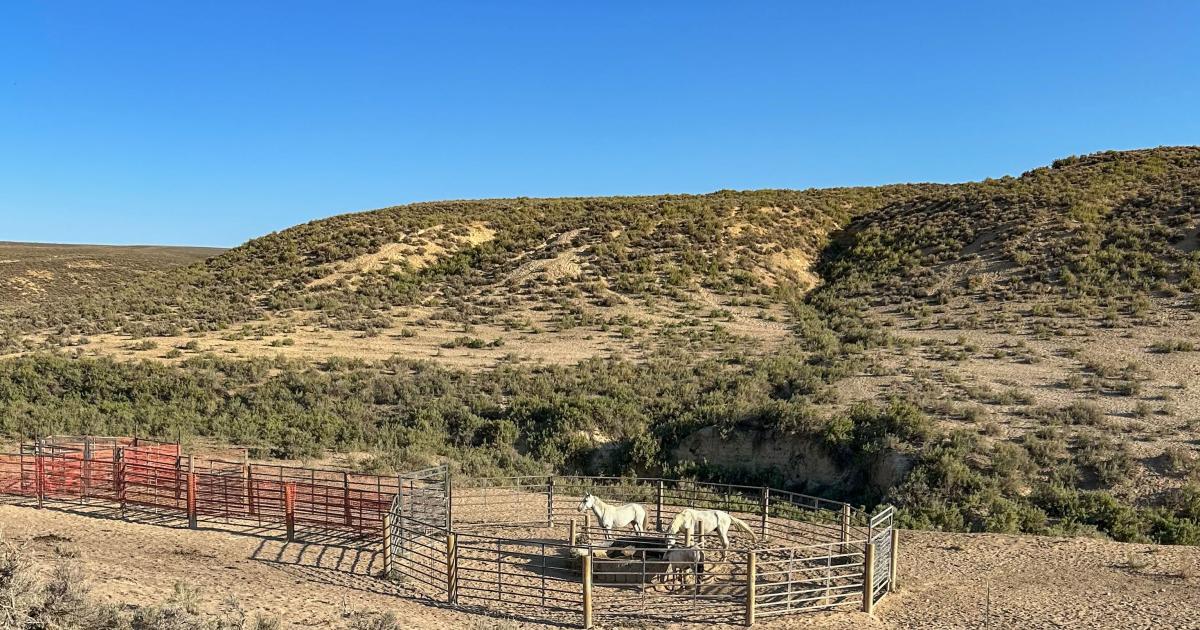 BLM Colorado field office completes wild horse bait trap gather in
